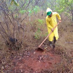 Capinas diversas e coroamento de mudas